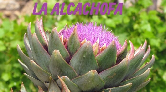 La alcachofa: propiedades curativas y beneficios la alcachofa: propiedades y beneficios