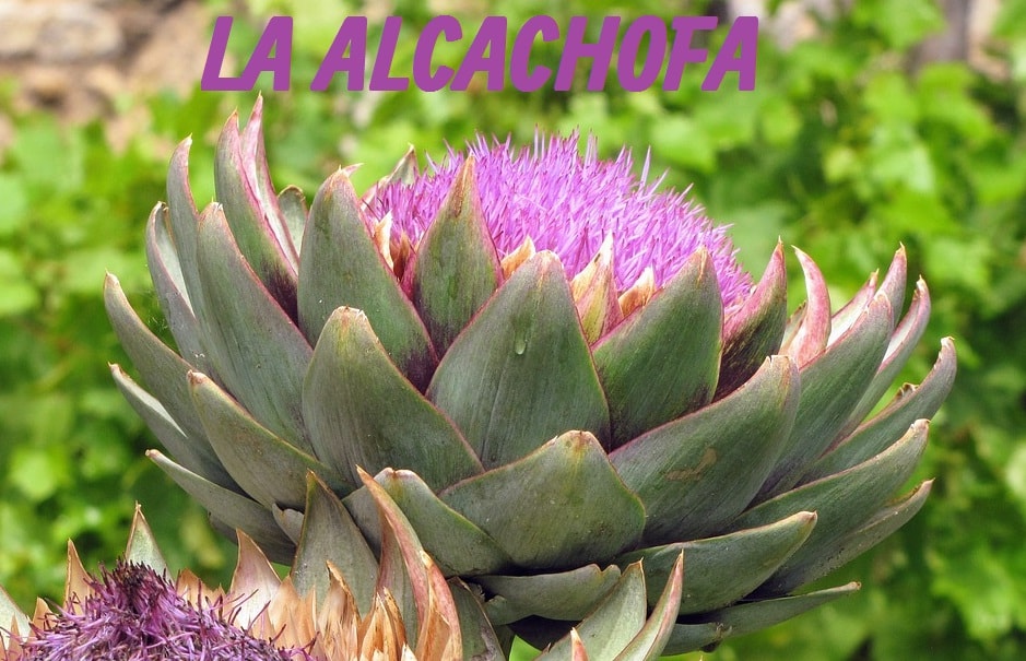 la alcachofa: propiedades y beneficios