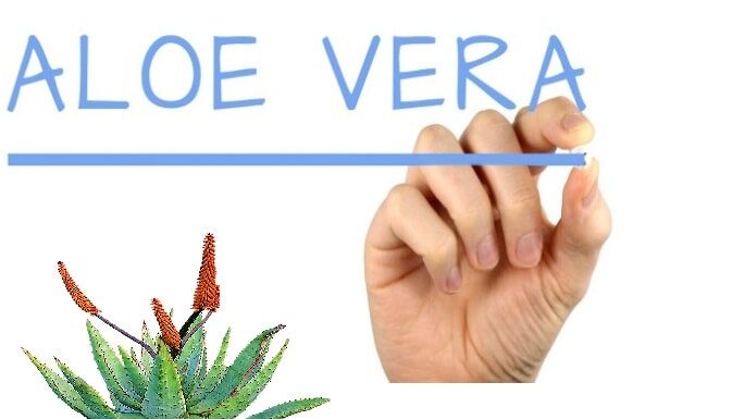 Aloe Vera o sabila: para que sirve y sus propiedades medicinales planta aloe vera