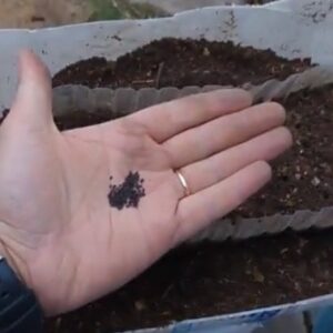 plantar y cosechar albahaca