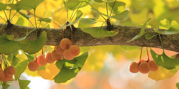 El árbol Ginkgo Biloba se ha utilizado desde hace siglos en la medicina tradicional China e India.