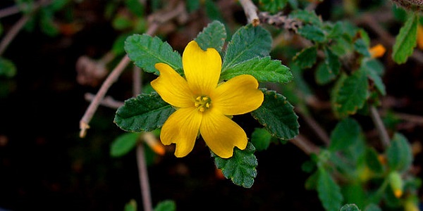 Plantas Medicinales La Damiana