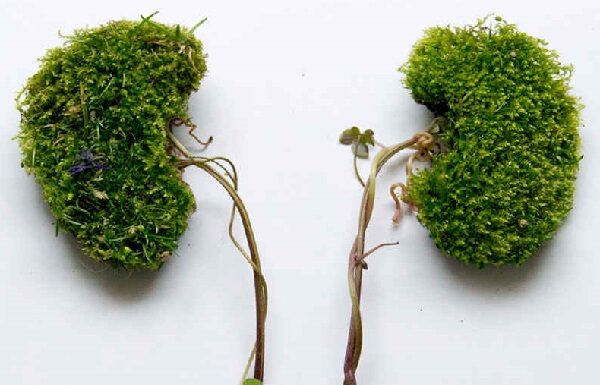 Plantas medicinales para los riñones