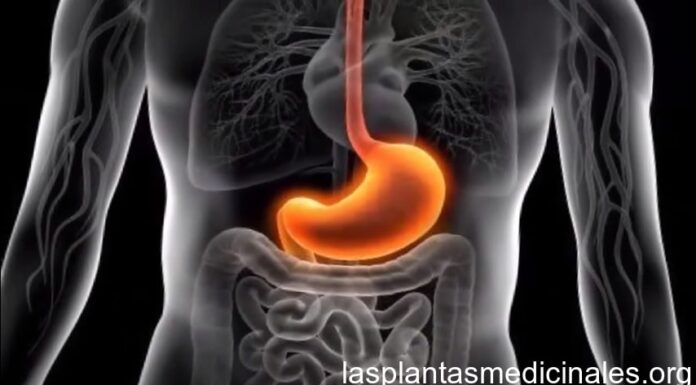 Plantas medicinales para la gastritis