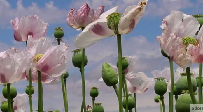 Planta Medicinal Adormidera