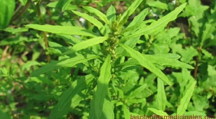 Epazote El epazote posee muchas propiedades medicinales