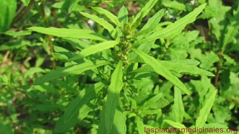 Epazote Las Plantas Medicinales