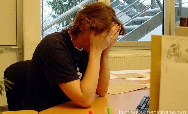 Plantas medicinales para aliviar el estrés Algunas plantas medicinales alivian el estrés y la tensión