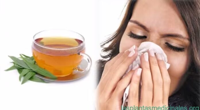 Plantas para el resfriado común