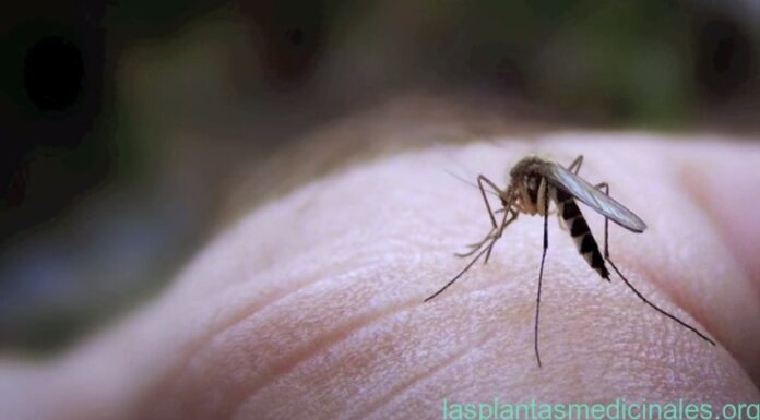Plantas medicinales repelentes plantas naturales usadas como repelentes