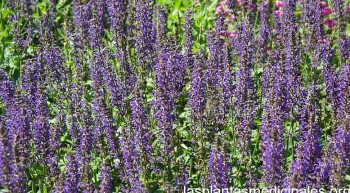 Salvia planta medicinal salvia