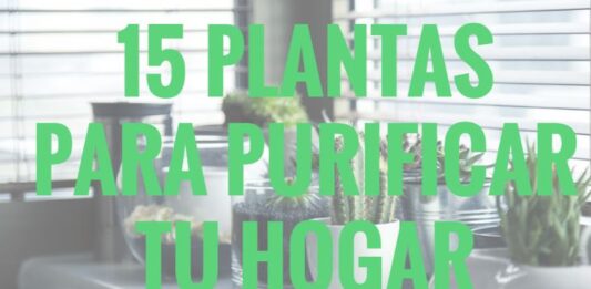 15 Plantas Para Purificar Tu Hogar