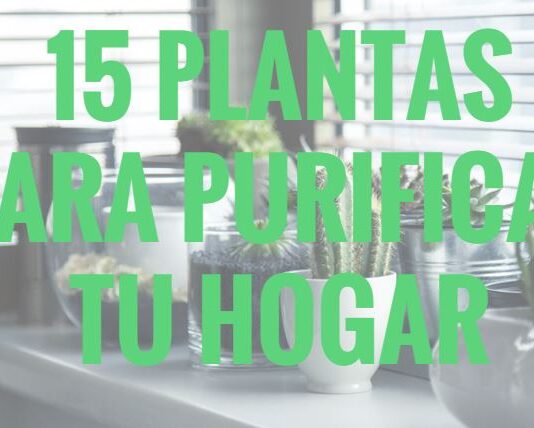 15 Plantas Para Purificar Tu Hogar
