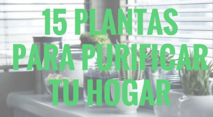 15 Plantas Para Purificar Tu Hogar
