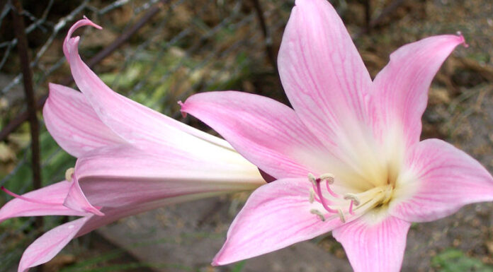 Belladona La belladona es una planta en forma de arbusto