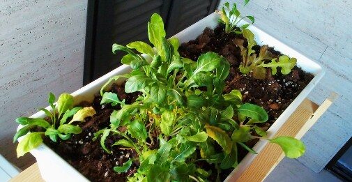 Plantas medicinales que podemos cultivar en casa Existe una gran variedad de plantas medicinales que podemos cultivar en casa