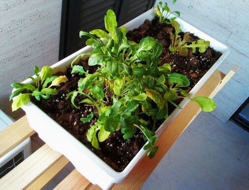 Plantas medicinales que podemos cultivar en casa Existe una gran variedad de plantas medicinales que podemos cultivar en casa