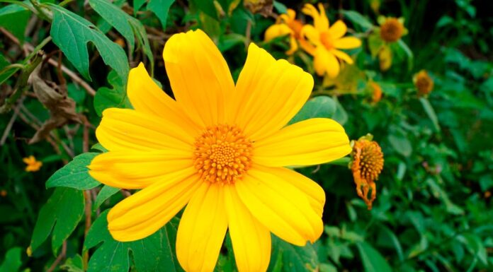 Plantas Medicinales: La Árnica