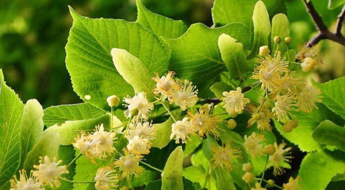 Planta medicinal tilo Planta medicinal Tilo