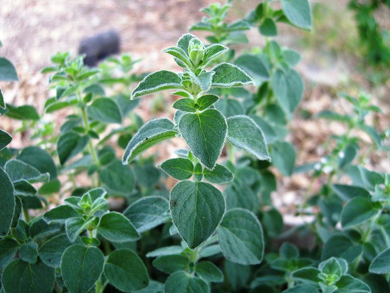 planta medicinal oregano