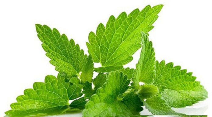 Planta Medicinal melisa o toronjil Planta-Medicinal-melisa-o-toronjil