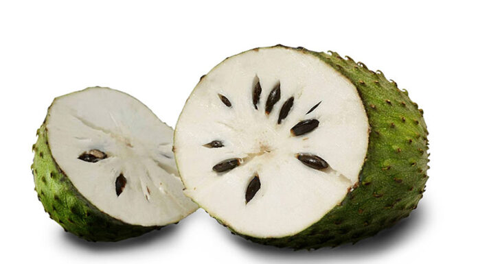 Planta medicinal guanábana o graviola Planta medicinal guanábana