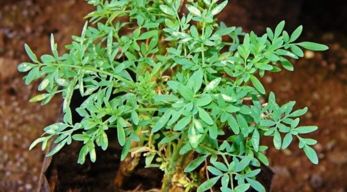 Plantas Medicinales: La Ruda