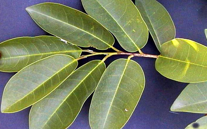 Planta medicinal guanábana Todos sus beneficios