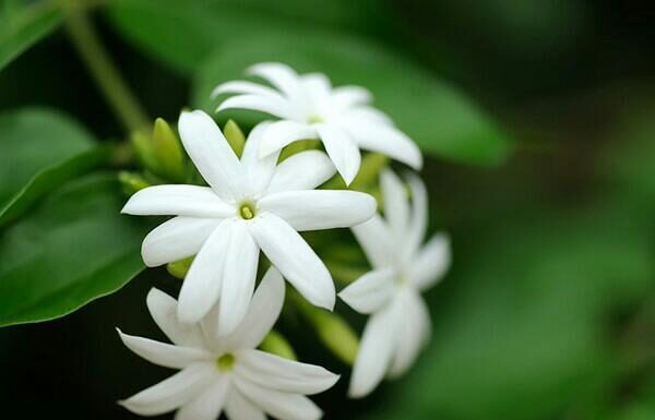 Todo lo que debes conocer sobre el jazmín jazmin planta medicinal