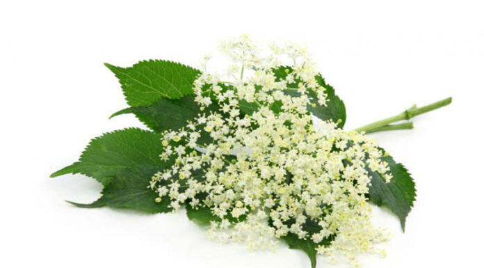 Planta medicinal sauco Planta-medicinal--sauco