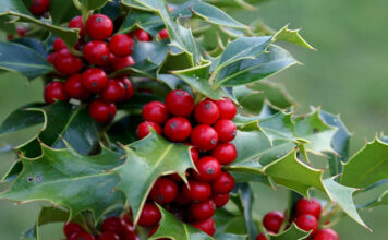 Planta medicinal acebo acebo