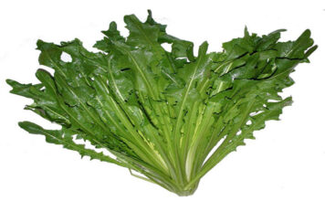 Achicoria: todas sus propiedades Achociria