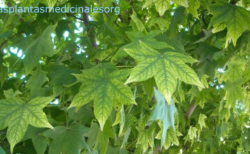 Abedul: Todas sus propiedades y beneficios