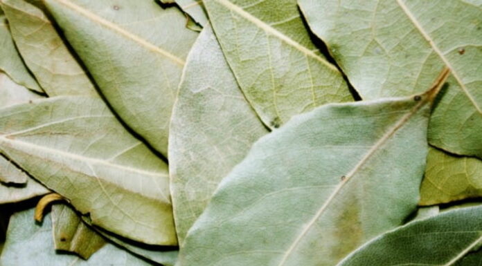 Laurel y sus saludables beneficios