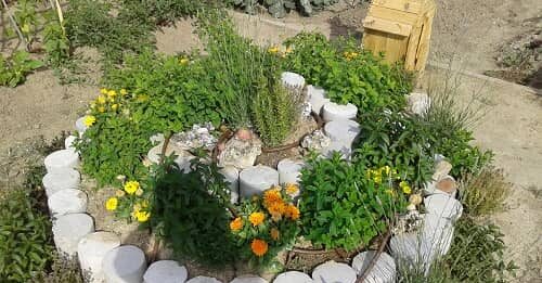 Plantas Medicinales: Hierbas Aromáticas