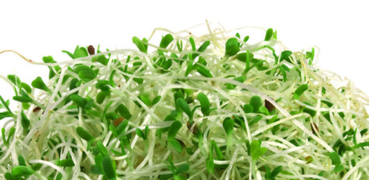 Alfalfa: Características y beneficios